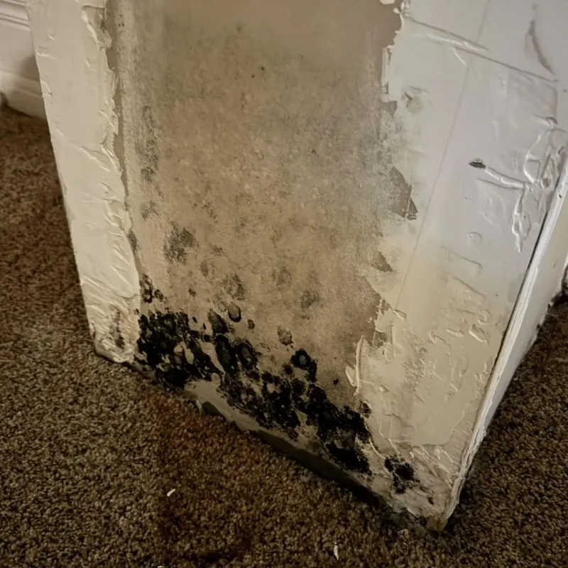 Professional Mold Removal in Lawrenceburg, IN